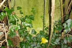 Josselyn, Elizabeth 1877