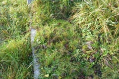 Prentice, Mary Ann 1931