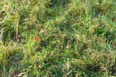 Prentice, William T. 1942